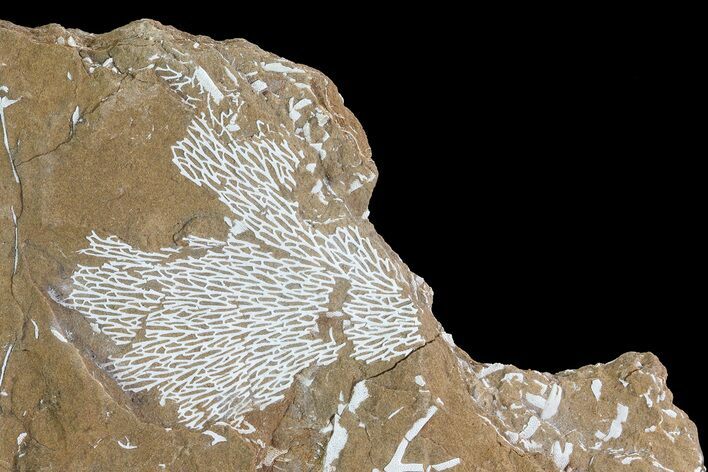 Ordovician Bryozoan (Chasmatopora) Plate - Estonia #73505
